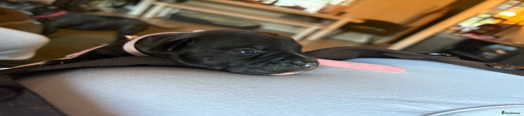 Staffordshire Bull Terrier Puppy 3