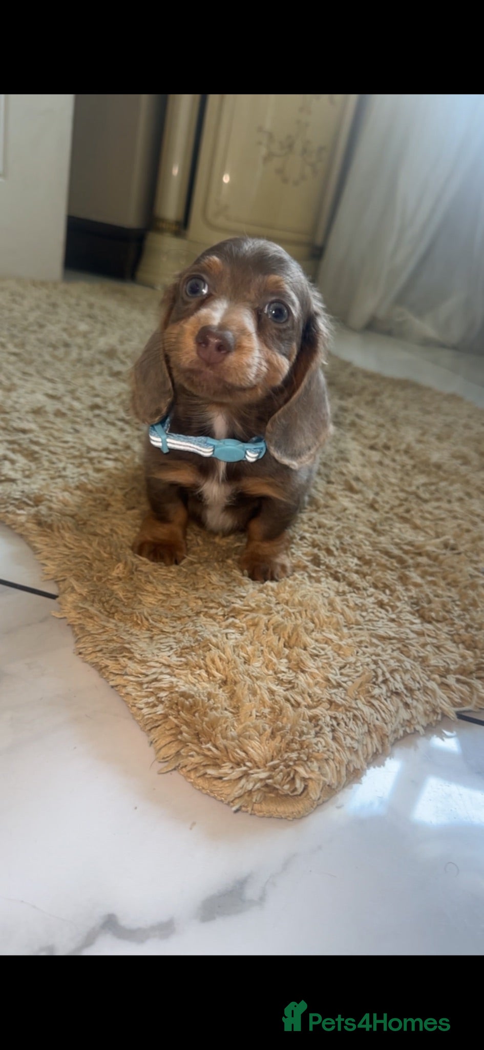 Miniature Dachshund dogs Puppy available now  - Advert 5