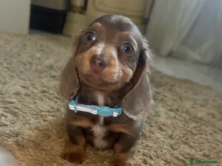 Miniature Dachshund dogs Puppy available now - Advert 5