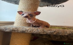 Sphynx cats for sale: Exquisite Sphynx Kittens - Image 6