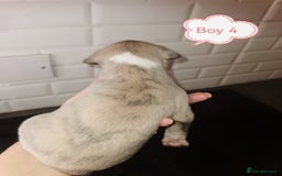 Whippet dogs for sale: Lovely petite whippets for sale  - Image 7