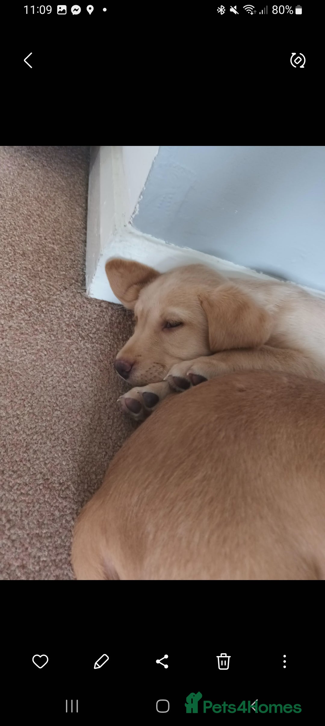 Labrador Retriever dogs for sale: X2 male x3 bitch lab pups  - Image 12