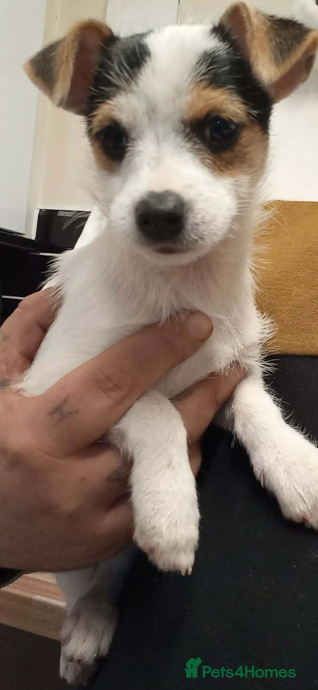 Jack Russell dogs for sale: Girl Jack Russell  in Trowbridge - Advert 1