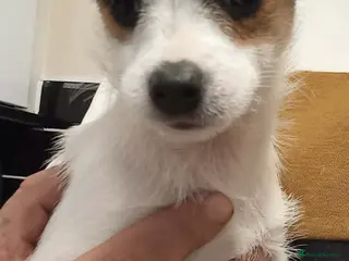 Jack Russell dogs Girl Jack Russell in Trowbridge - Advert 1