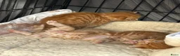 Mixed Breed cats for sale:  Gorgeous Tiger Pattern Mackerel Tabbies - Advert 8