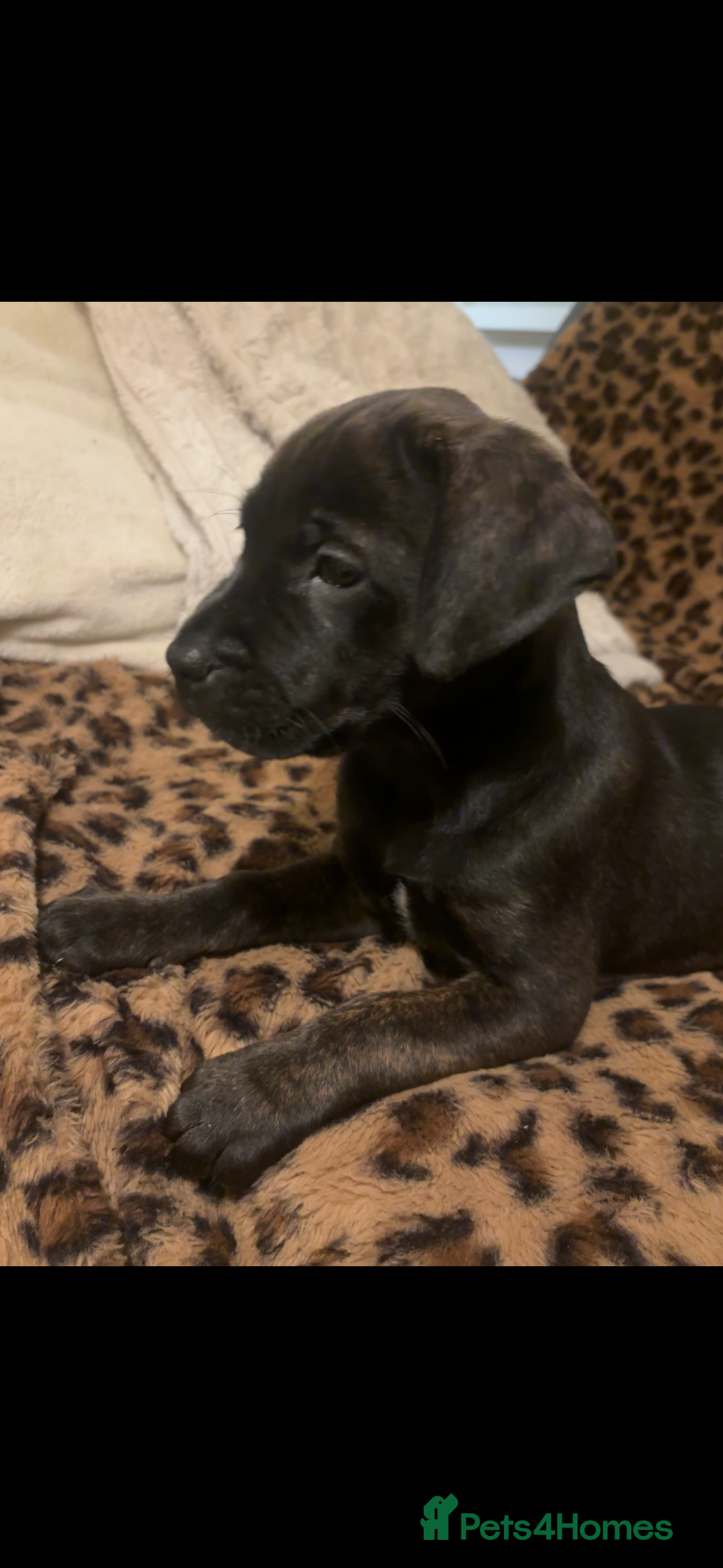 Mixed Breed dogs for sale: multigen Bandogge Puppies/mastiff - Advert 5