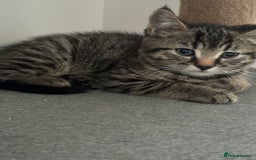 American Shorthair cats for sale: Ready to leave 2 boy kittens left  in Ilford - Image 15