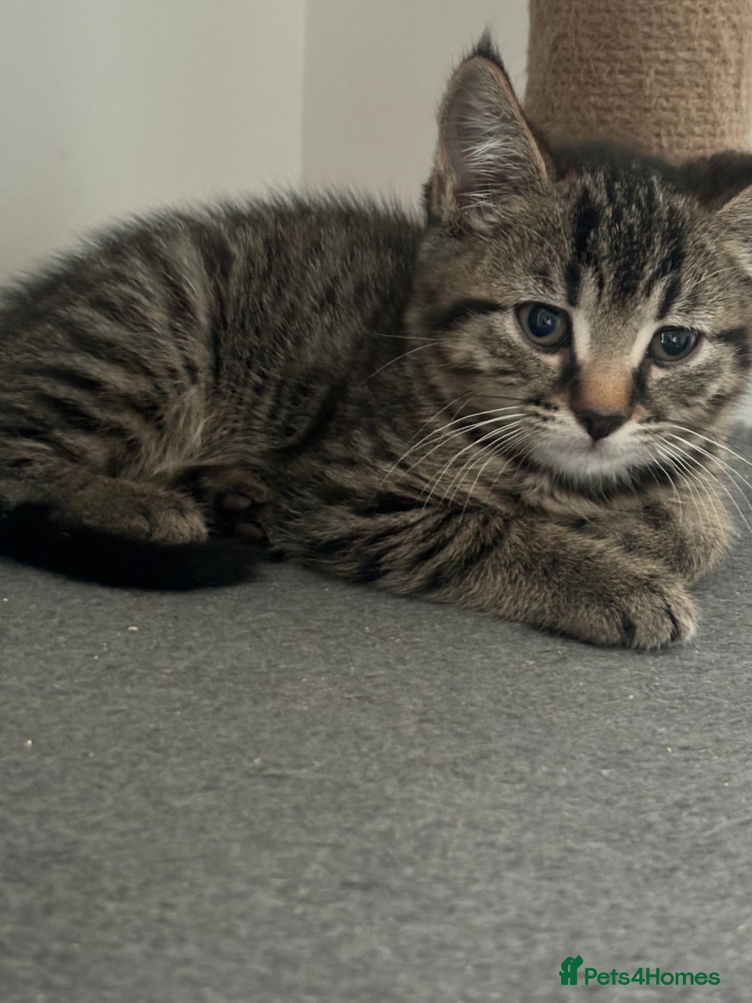 American Shorthair cats for sale: Ready to leave 2 boy kittens left  in Ilford - Image 15