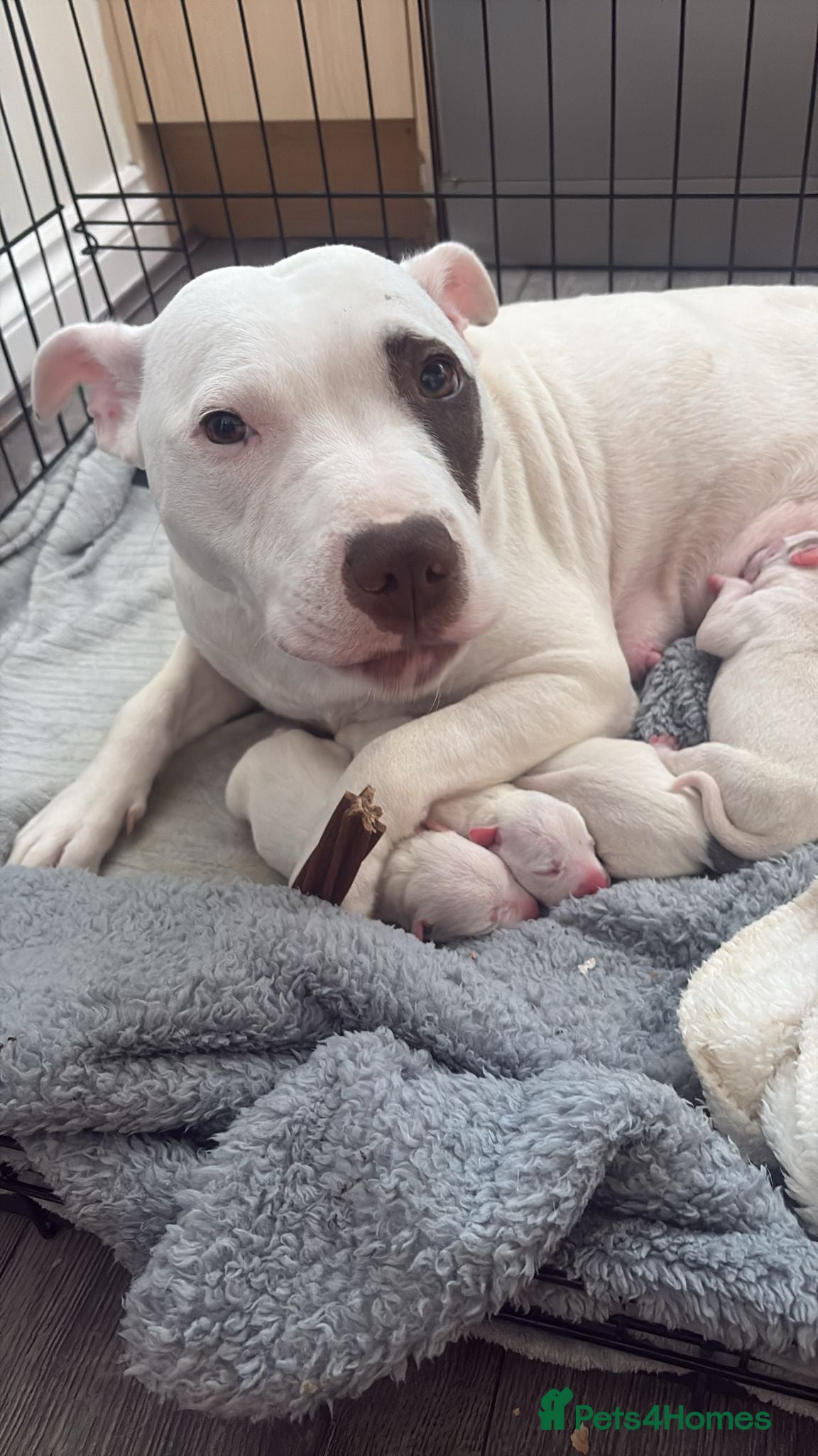 Staffordshire Bull Terrier dogs Puppy - Advert 3