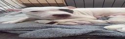 Staffordshire Bull Terrier dogs for sale: Puppy - Advert 1