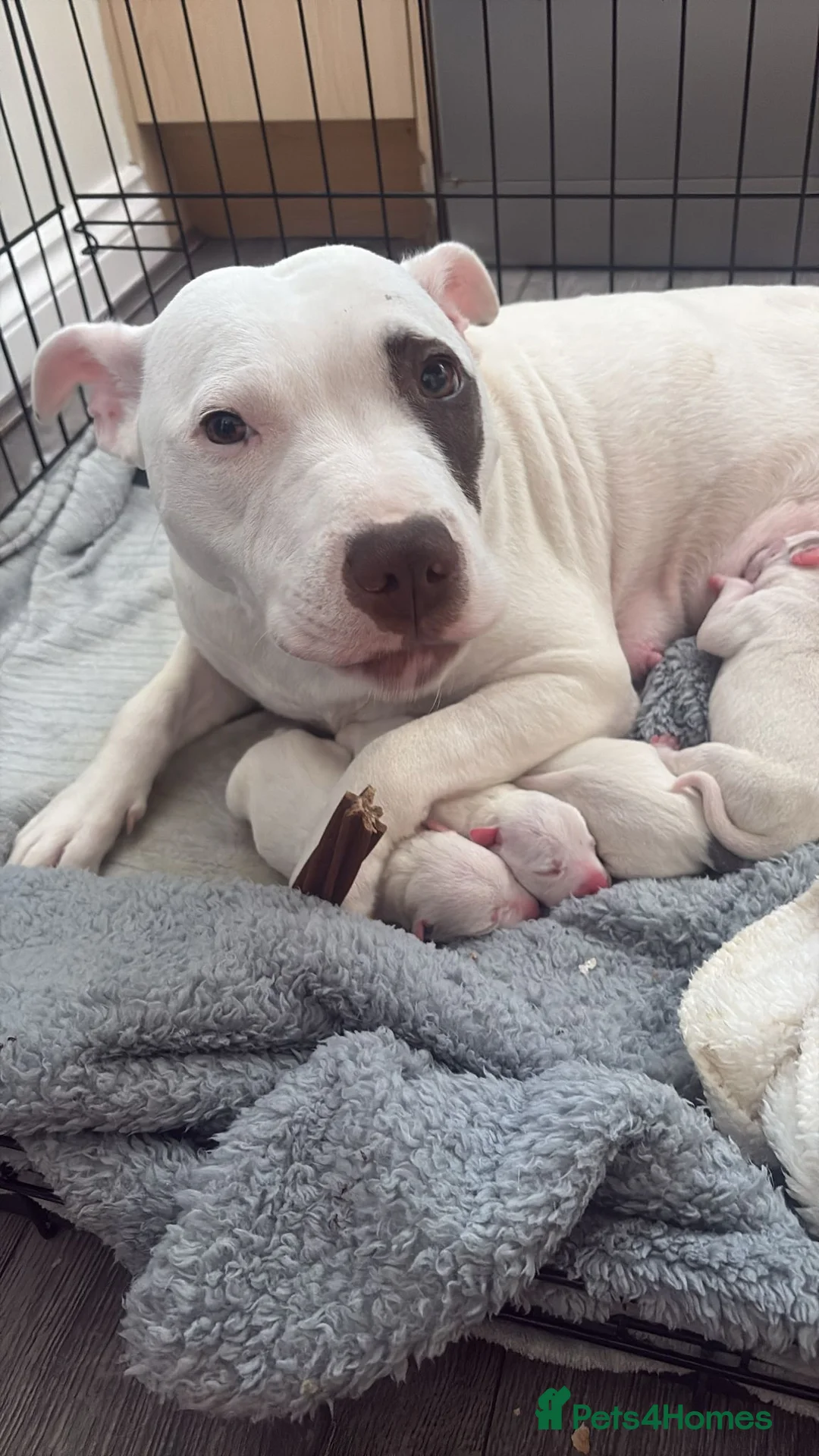 Staffordshire Bull Terrier dogs for sale: Puppy - Advert 1