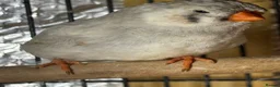 Mixed Breed birds for sale: Zebra Finches  - Advert 5