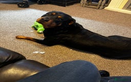 Rottweiler dogs for sale: Female rottweiler - Image 4