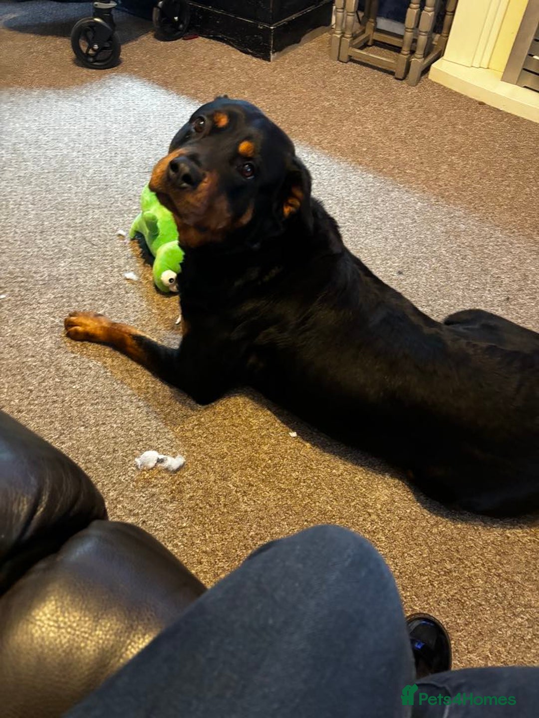 Rottweiler dogs for sale: Female rottweiler - Image 4