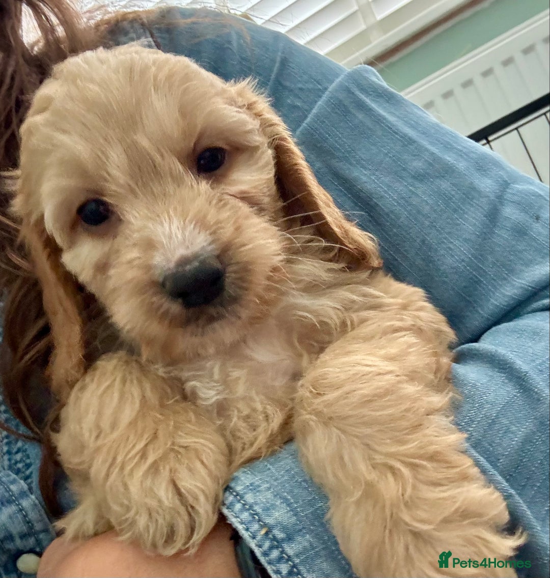 Cockapoo dogs for sale: ONLY 3 RED/WHITE COCKAPOO PUPPIES LEFT - Image 16