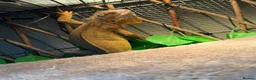 Iguana reptiles for sale: Iguana  in Manchester - Advert 5