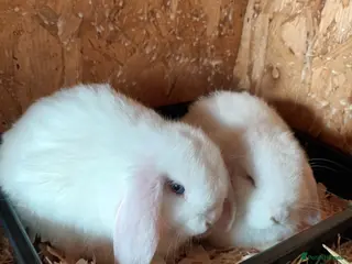 Mini Lop rabbits Mini lop - Advert 3