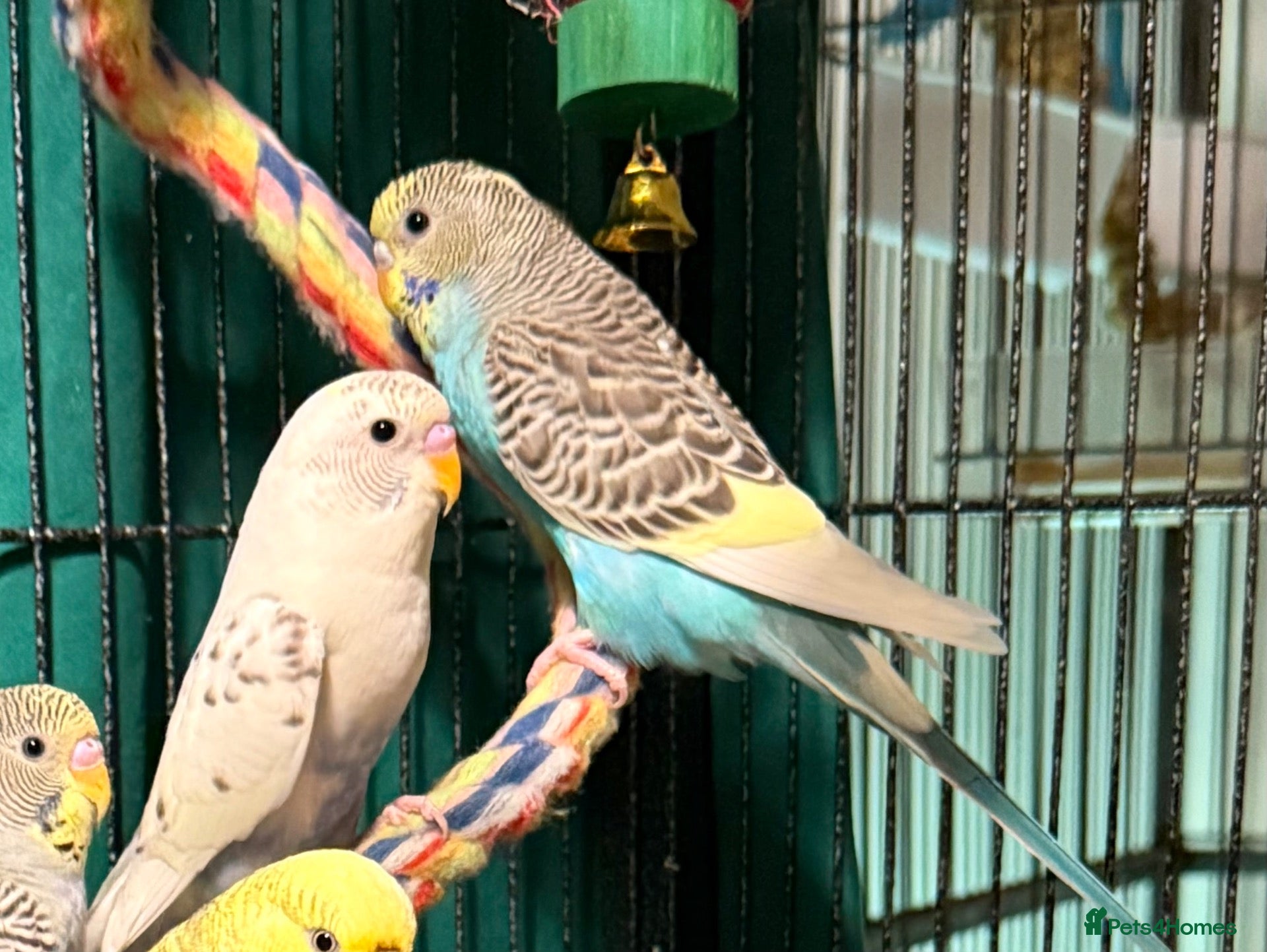 Budgerigars birds Young Budgies 8 to 10 Weeks Old Available  - Advert 2