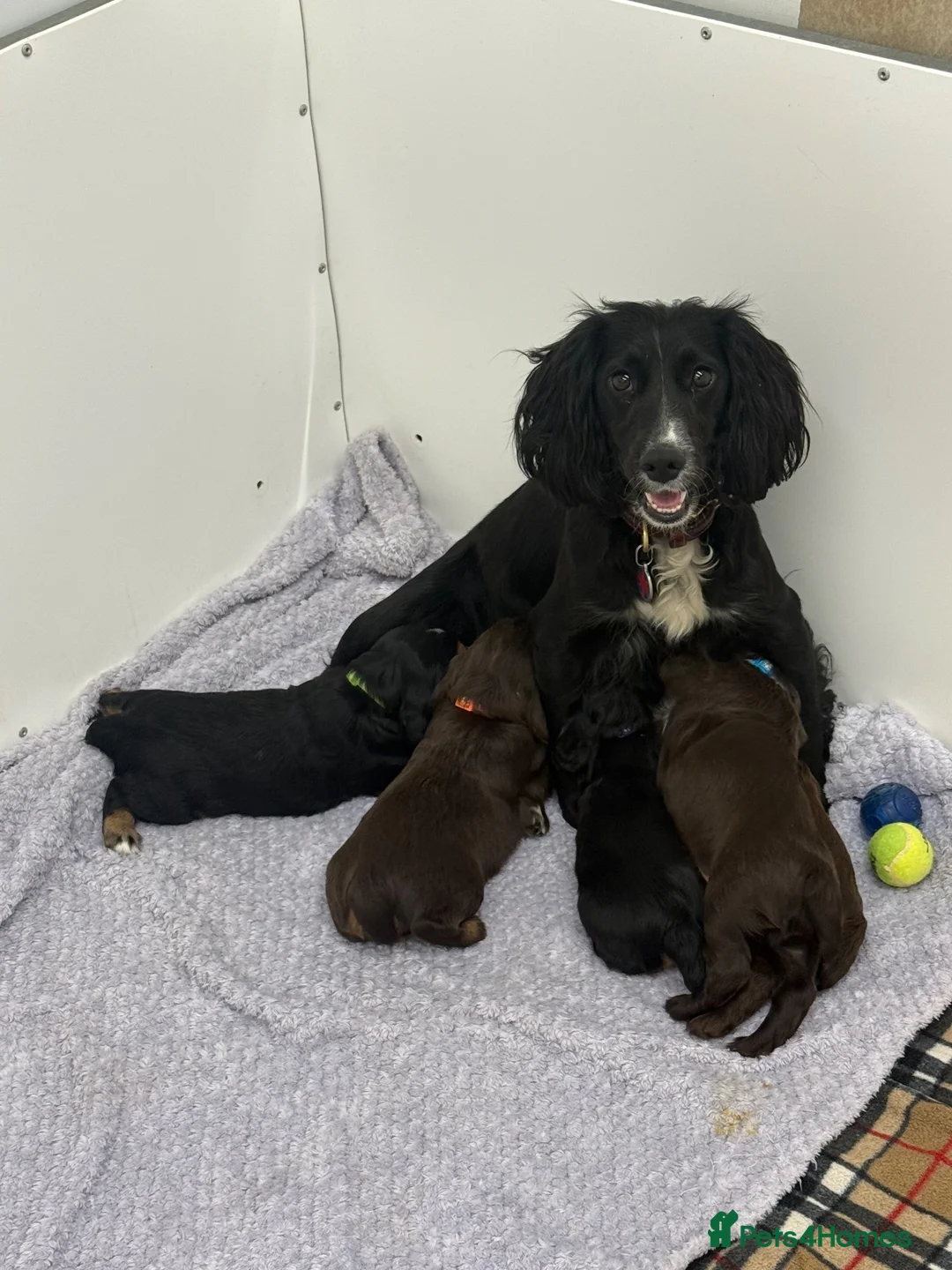 Cocker Spaniel dogs for sale: Working cocker Spainel puppies  - Advert 18