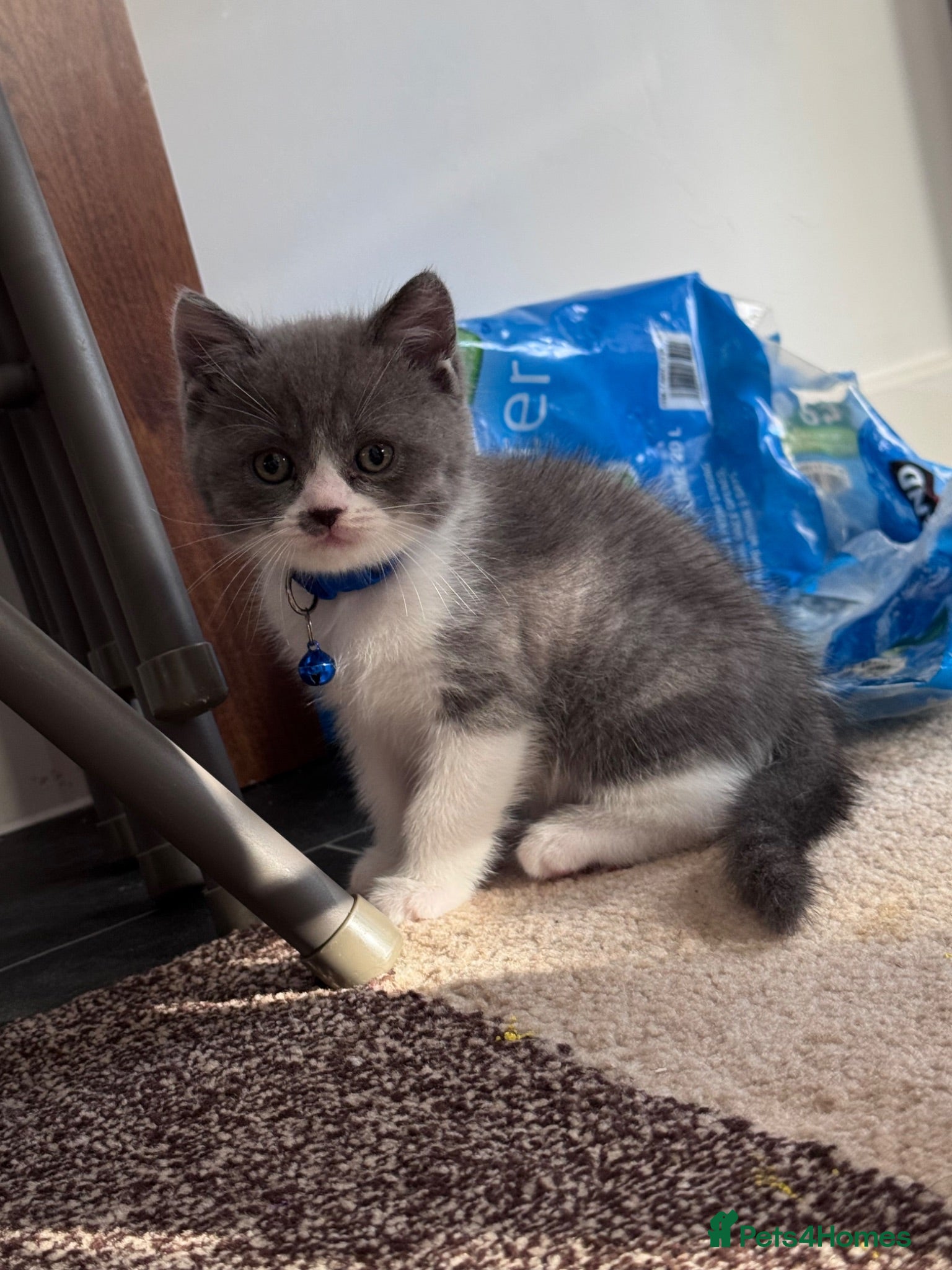 British Shorthair cats 🐾 Stunning British Shorthair × Persian Kittens 🐾 - Advert 4