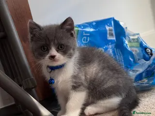 British Shorthair cats 🐾 Stunning British Shorthair × Persian Kittens 🐾 - Advert 2