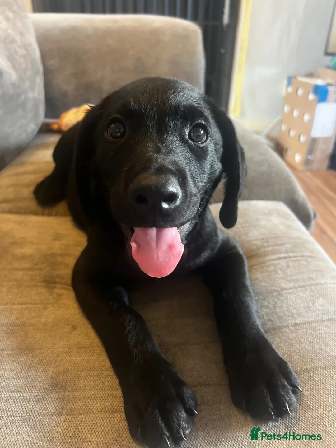 Labrador Retriever dogs for sale: Kc reg male lab puppy  - Advert 2