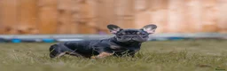 French Bulldog dogs for sale: QUALITY!! HEALTH CLEAR!! FRENCH BULLDOG PUPS!  in Durham - Advert 8