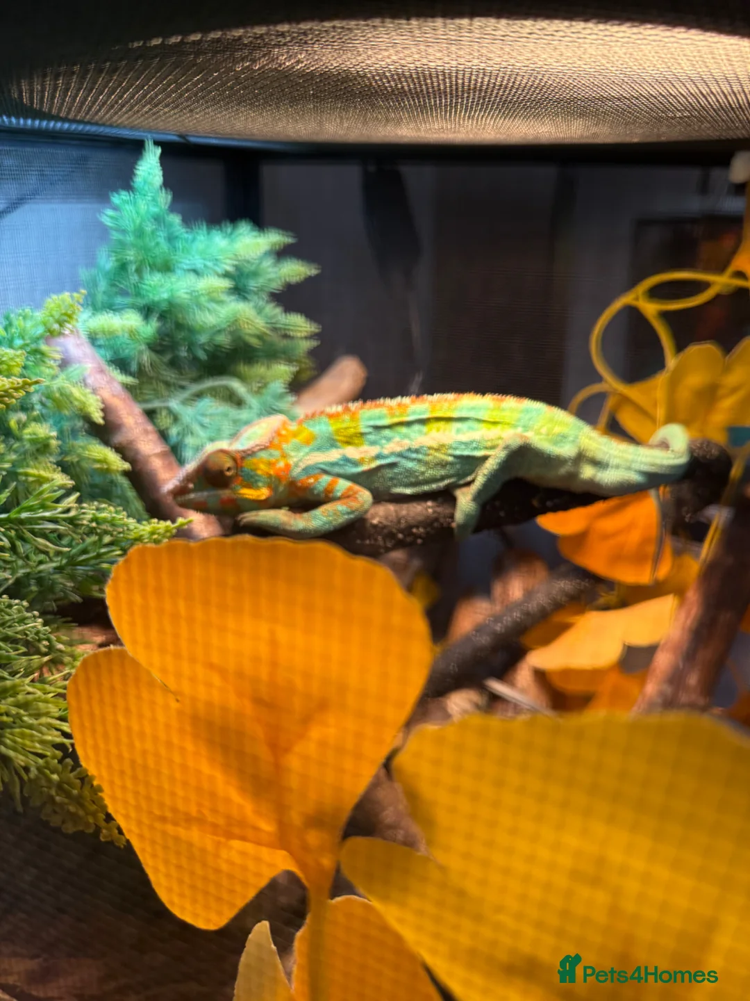 Chameleon reptiles for sale: Nosy B Cameleon - Advert 2