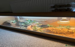 Bearded Dragon reptiles for sale: bearded dragon and enclosure  - Image 6
