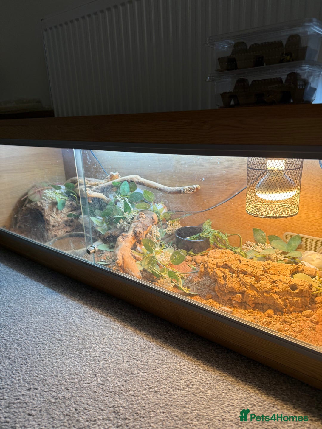 Bearded Dragon reptiles for sale: bearded dragon and enclosure  - Image 6