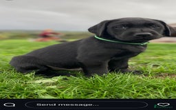 Labrador Retriever dogs for sale: Black Working Lab Puppies  - Image 5