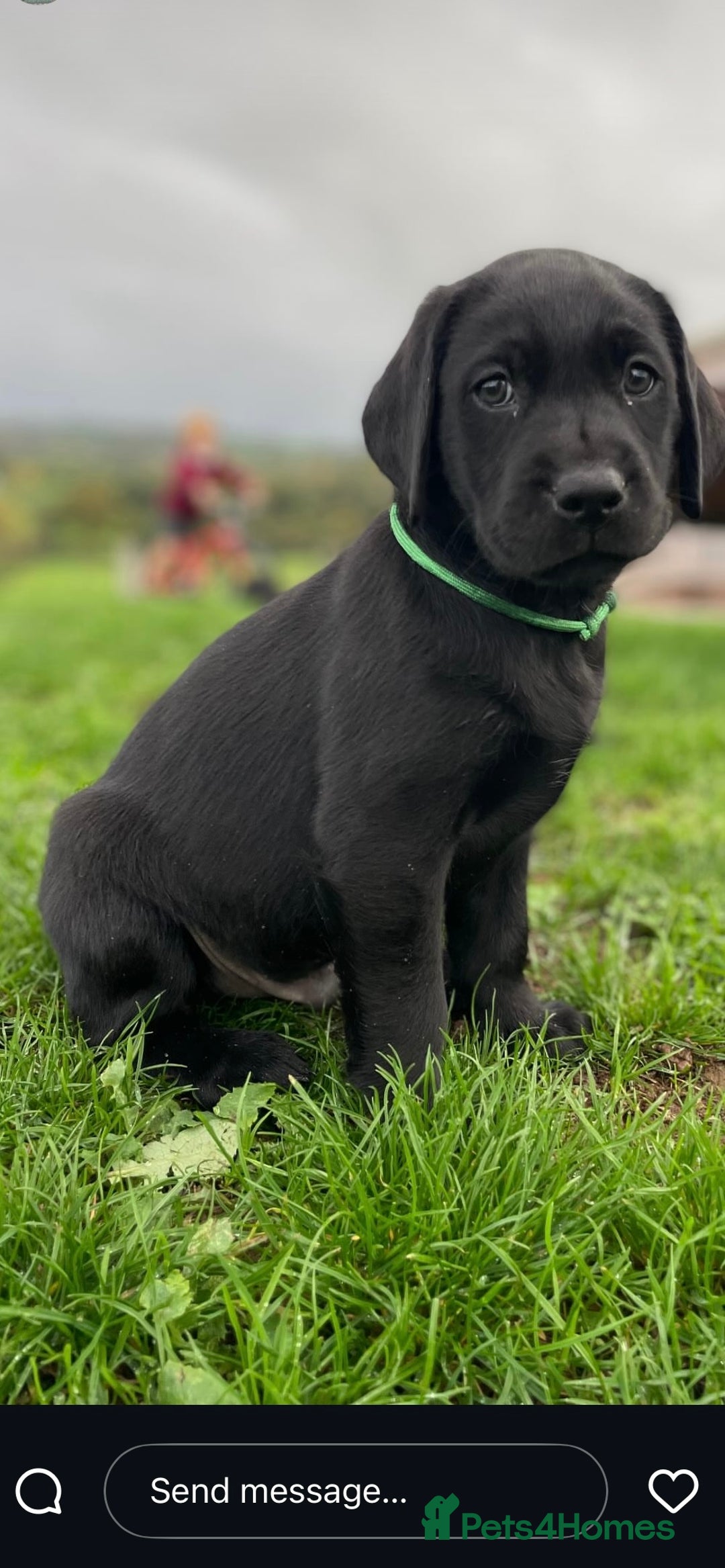 Labrador Retriever dogs for sale: Black Working Lab Puppies  - Image 5