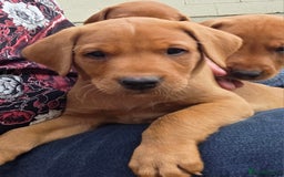 Labrador Retriever dogs for sale: KC Registered Fox Red Labrador Puppies - Image 32