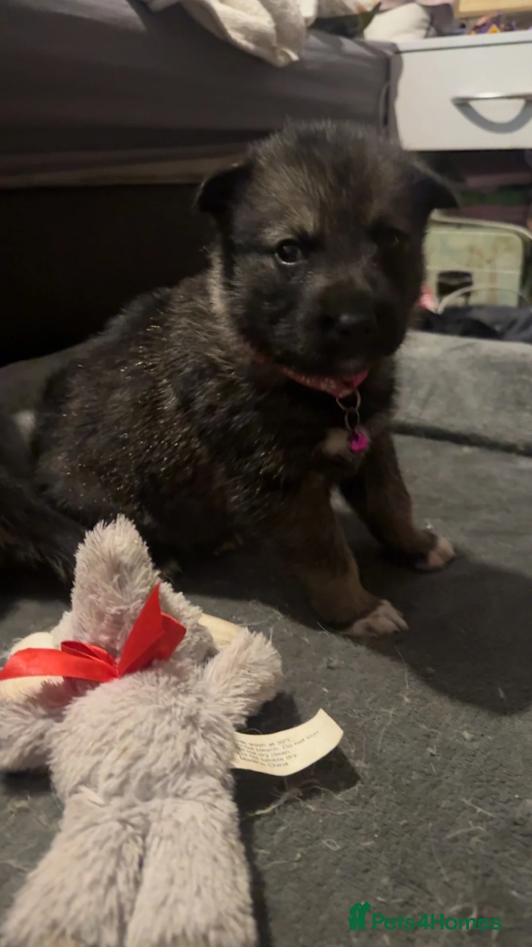 Shepsky dogs for sale: Husky cross German shepherd puppies - Advert 12