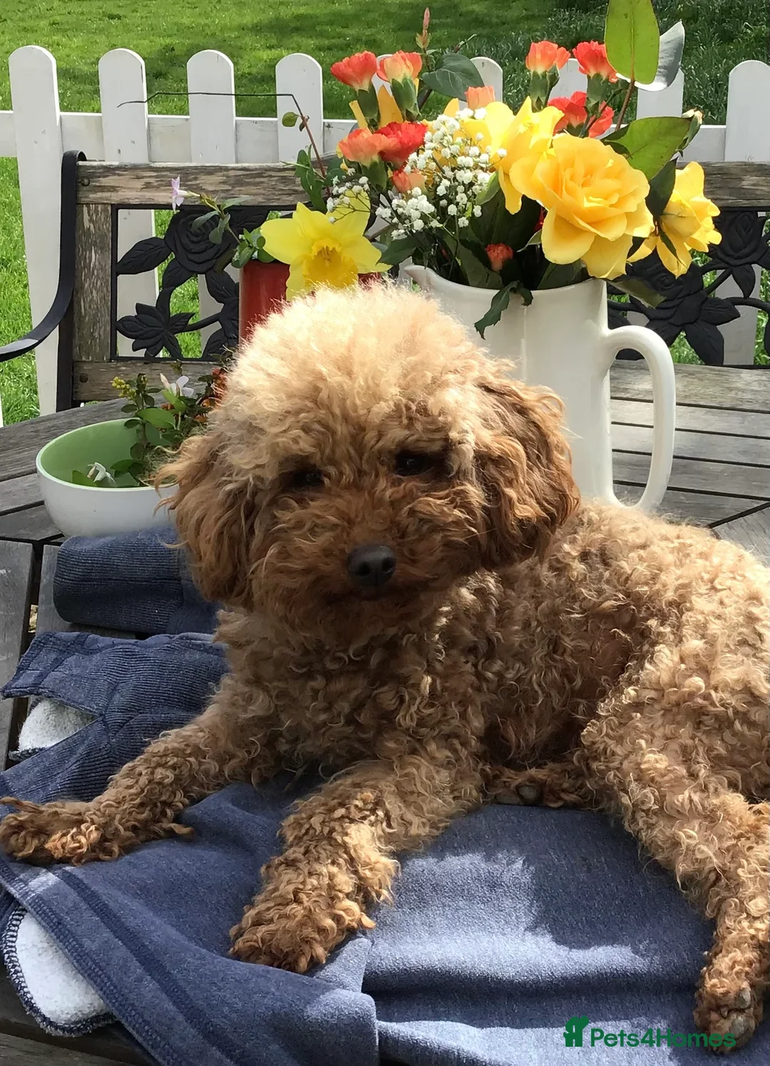 Mixed Breed dogs for sale: TOY X MINIATURE POODLE PUPPIES RED & BLACK - Advert 2