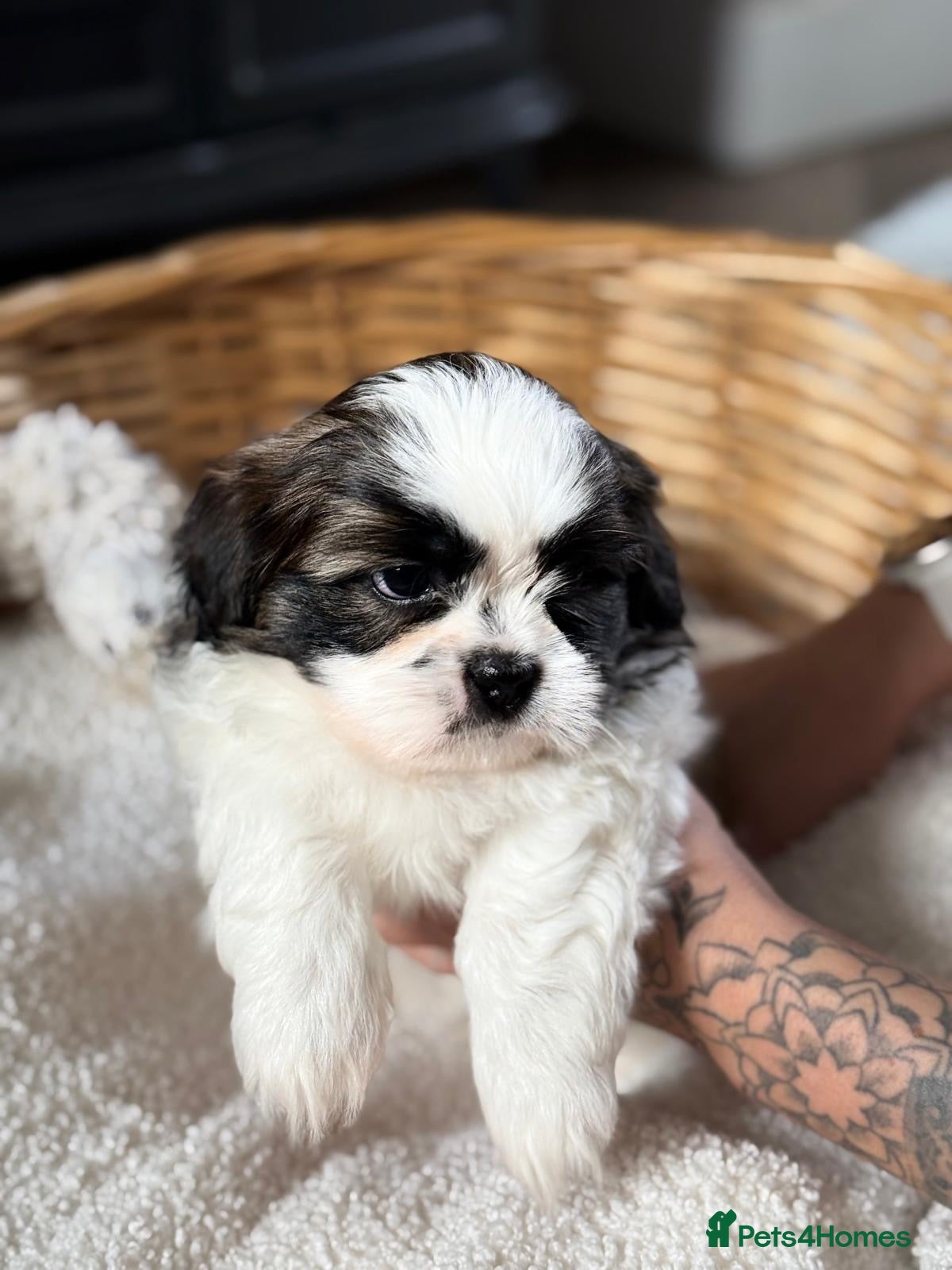 Shih Tzu dogs 5 purebred adorable fluffy shihtzu’s ready to view - Advert 16