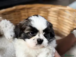 Shih Tzu dogs 5 purebred adorable fluffy shihtzu’s ready to view - Advert 16