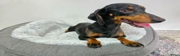 Dachshund dogs for sale: Beautiful Standard Dachshund Puppies  - Advert 32