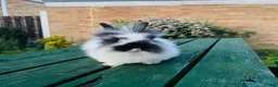 Mixed Breed rabbits for sale: Netherland dearf and lion head baby  - Advert 5