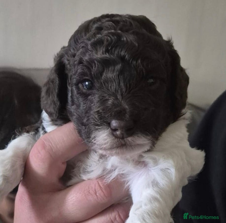 Cockapoo dogs Beautiful F1b Minature Cockapoos - Advert 1