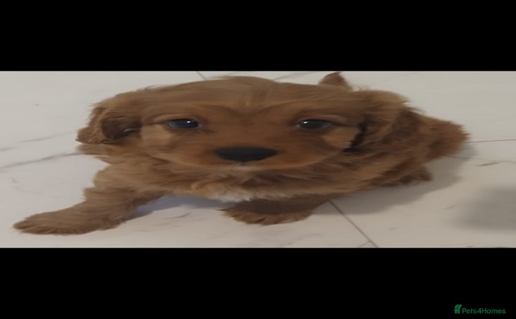 Cavapoo dogs - Advert 3