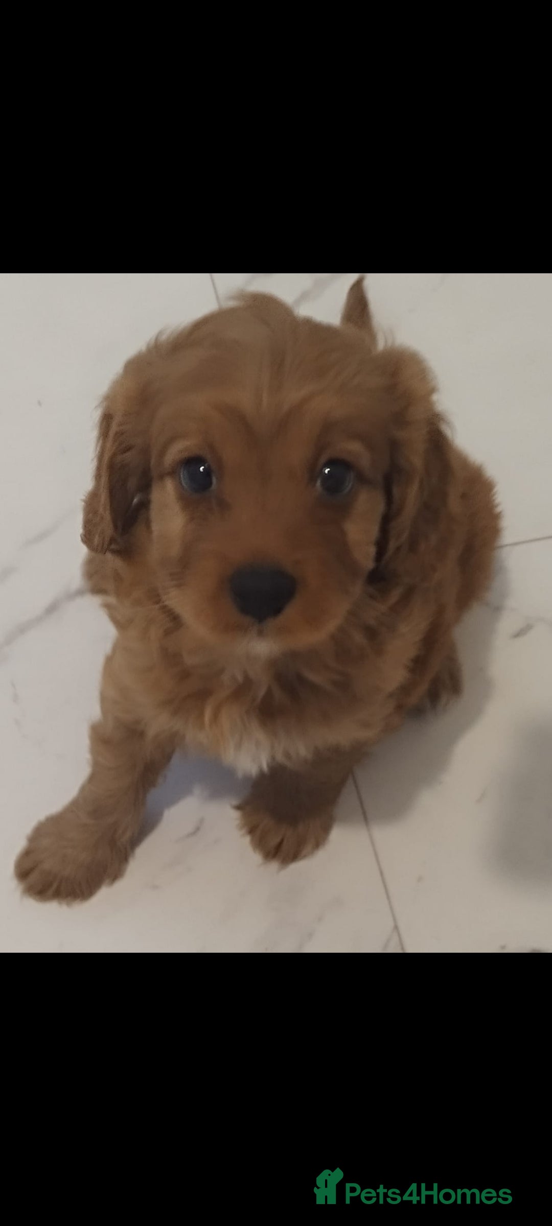 Cavapoo dogs for sale: CAVAPOO F1 puppies ready for new homes now  - Image 1