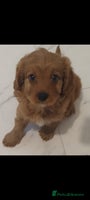 Cavapoo dogs - Advert 1