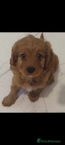 Cavapoo dogs - Advert 2