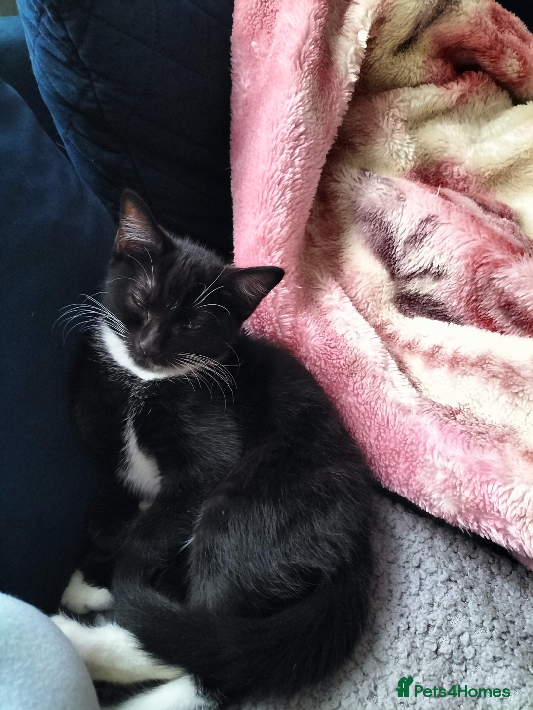 Turkish Angora cats for sale: Cat for sale  - Image 1