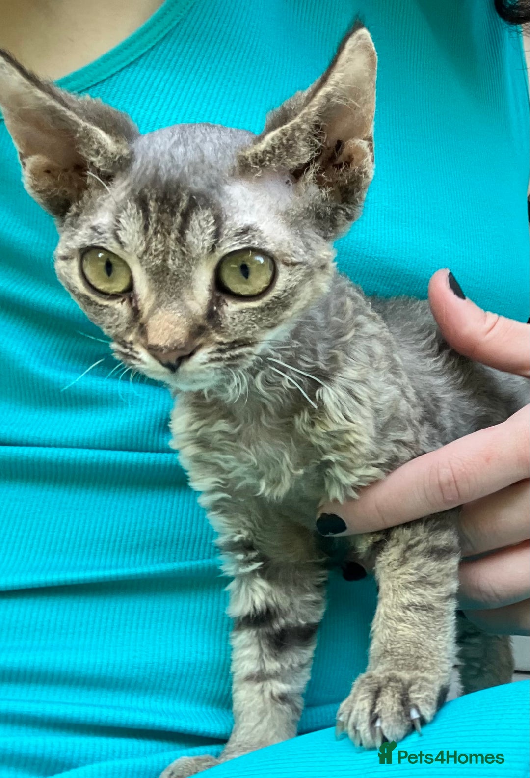 Devon Rex cats for sale: GCCF registered - Devon Rex Kittens - Advert 18