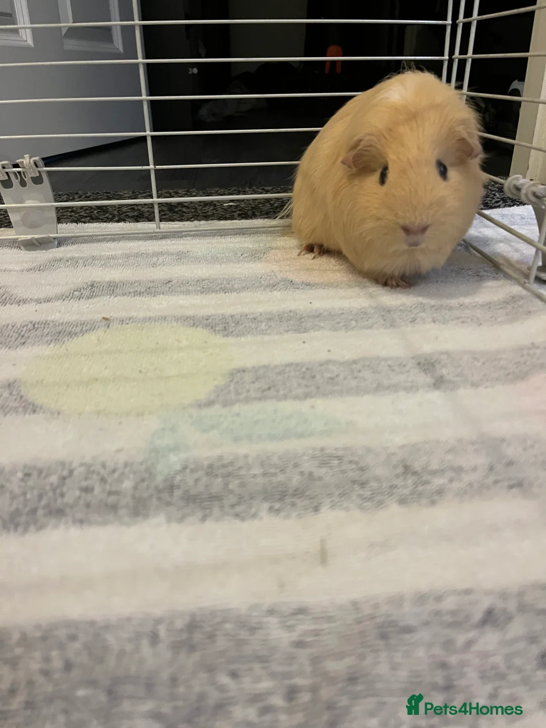 Guinea Pig rodents for sale: Two female guinea pings - Advert 1