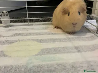 Guinea Pig rodents Two female guinea pings - Advert 7