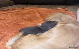 Miniature Dachshund dogs for sale: Longhaired miniature dachshund  - Image 7