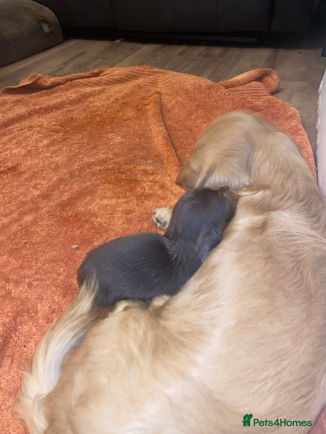 Miniature Dachshund dogs for sale: Longhaired miniature dachshund  - Image 7